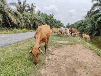 Agricultural-Land-for-sale-Sepang-Selangor
