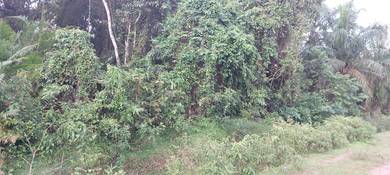 Agricultural-Land-for-sale-Hulu-Terengganu-Terengganu