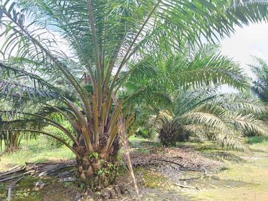 Kluang Agricultural Land, 17 Acres, Good Location