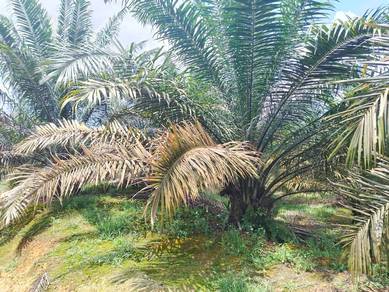 Kluang Agricultural Land, 17 Acres, Good Location