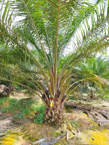 Kluang Agricultural Land, 17 Acres, Good Location