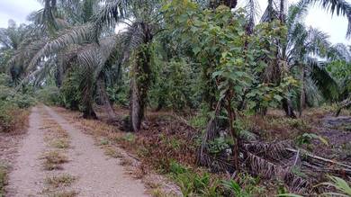Agricultural-Land-for-sale-Ayer-Baloi-Johor-1