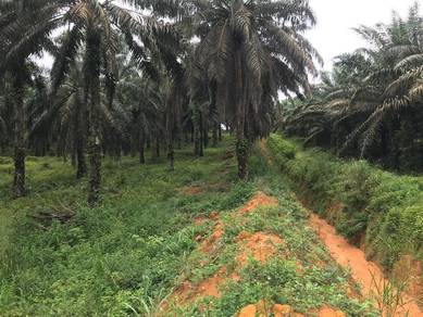 Agricultural-Land-for-sale-Kluang-Johor-2