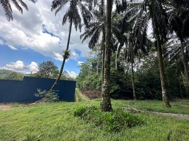 Ulu yam baru agricultural land