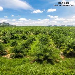 Agricultural-Land-for-sale-Batang-Kali-Selangor