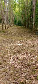 Agricultural-Land-for-sale-Kuala-Nerang-Kedah