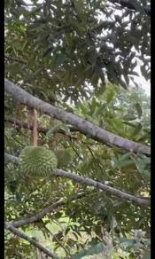 Agricultural-Land-for-sale-Raub-Pahang