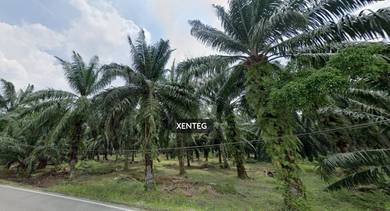 Agricultural-Land-for-sale-Kapar-Selangor