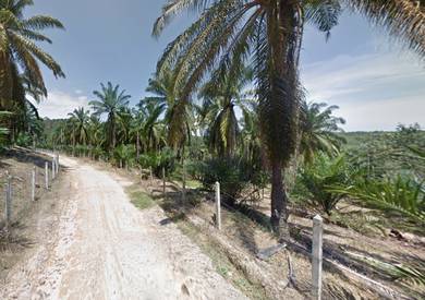 1.5 Acres Palm Oil Plantation Port Dickson Negeri Sembilan