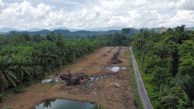 Agricultural-Land-for-sale-Kuala-Lipis-Pahang