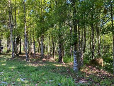 Agricultural-Land-for-sale-Sipitang-Sabah