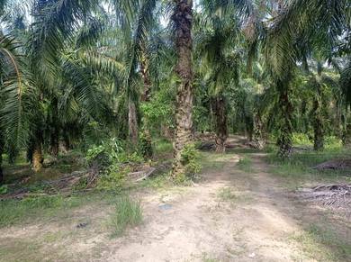 [Freehold & 36acre] Tanah Kelapa Sawit RM 98/acre Kuala Kangsar