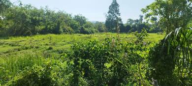 Tanah Padi Lancok Emat, Pokok Sena.