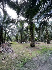 Nibong Tebal Land | sungai Kechil | SPS |Penang