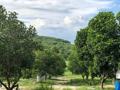 Jackfruit & Banana farm Kg. Teris Lanchang, Semantan Temerloh Pahang