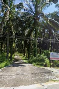 Oil Palm Tree Two Land Side by Side For Sales