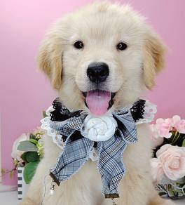 Little XXL & XL Golden Retriever *UA1379