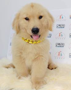 Little XXL & XL Golden Retriever *UA1380