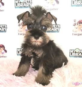 Rare Schnauzer Dog Puppy Pet *yw1384