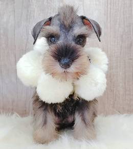 Rare Schnauzer Dog Puppy Pet *yw1385