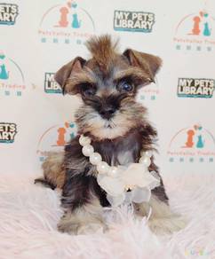 Rare Schnauzer Dog Puppy Pet *yw1386