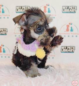 Rare Schnauzer Dog Puppy Pet *yw1388