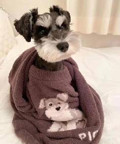 Rare Schnauzer Dog Puppy Pet *yw1389