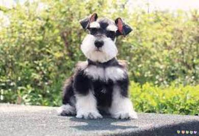 Rare Schnauzer Dog Puppy Pet *yw1392