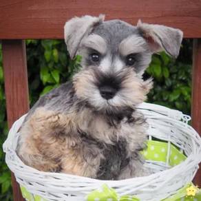 Rare Schnauzer Dog Puppy Pet *yw1393