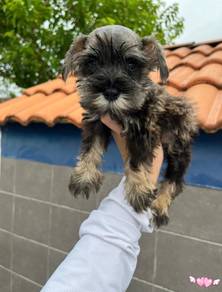 Rare Schnauzer Dog Puppy Pet *yw1394