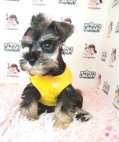 Rare Schnauzer Dog Puppy Pet *yw1395
