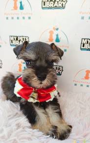Rare Schnauzer Dog Puppy Pet *yw1396