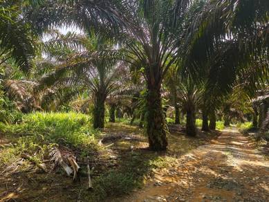 Agricultural-Land-for-sale-Kulai-Johor-1