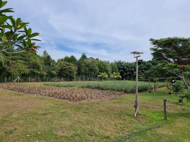 1.25 acres Orchard Farm, Nusa Dusun, Kuala Linggi 