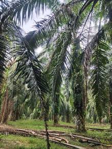 Changderong-Kinta Valley-9 acres / Kampung Bali - Freehold