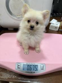 pomapoo