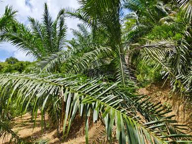 Agricultural-Land-for-sale-Sik-Kedah