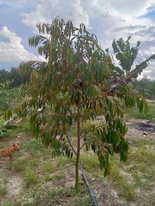 Raub Gesing Durian Plantation