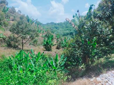 Bentong Lurah Bilut Durian Plantation