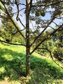 Bentong Jalan Tras Durian Plantation