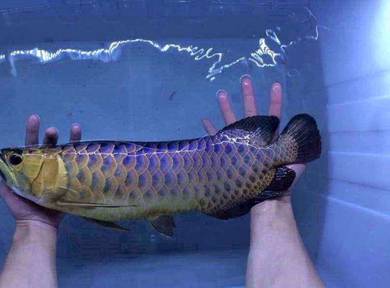 arowana power blue base golden crossback 15 inch