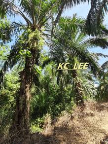 Main Road 6.85 Acres Agricultural Land For Sale @ Lenggong Perak