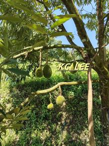 9.9 Acres Durian Land For Sale @ Lenggong , Perak