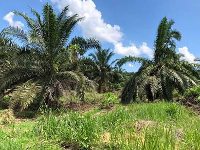 Palm Oil | Roadside | Sugut | Sapi Nangoh | Beluran | Kanibongan