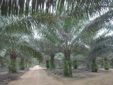 Johor Muar Kesang Freehold 5 Acres Agriculture Land Facing Main Road