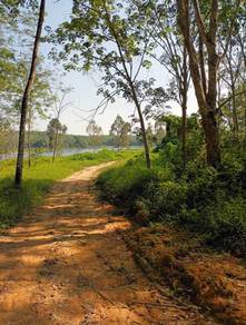 Tanah Getah Sauk Tepi Tasik Chenderoh