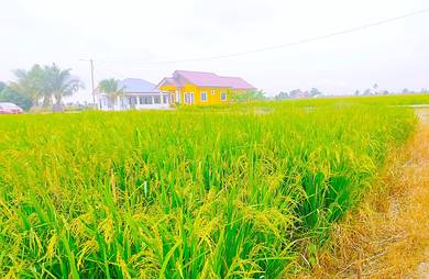 Tanah Sawah Untuk Dijual