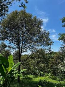 Durian Plantation @ Sungkai