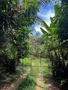 Durian Plantation @ Sungkai