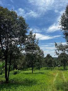 Durian Plantation @ Sungkai